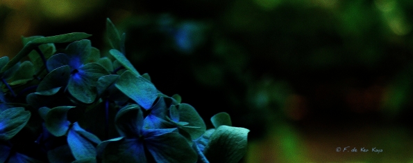 Bois des Moutiers  (88) Summer 2012